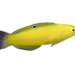 راس زرد(golden rainbow wrasse)
