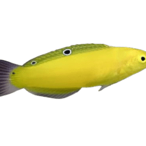 راس زرد(golden rainbow wrasse)