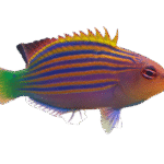 راس شش خط(Six Line Wrasse)
