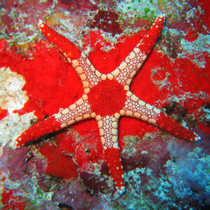 ستاره الگانس قرمز(Red Elegant Starfish)
