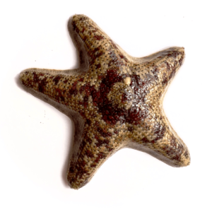 ستاره ساحلی(Beach StarFish)