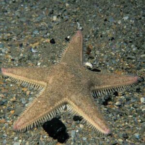 ستاره شن الک کن(Sand Star Fish)