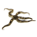 ستاره شکستنی( Brittle Sea Star)
