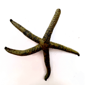 ستاره چریکی(Linckia Multifora)
