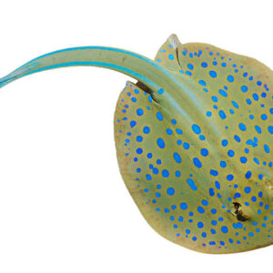 سفره خال آبی(Blue Spotted Stingray)