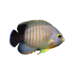 فرشته ایبلی(Red stripe angelfish)