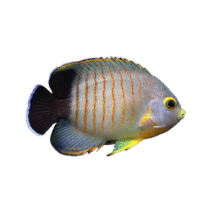 فرشته ایبلی(Red stripe angelfish)