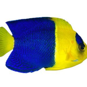 فرشته بایکالر(Bicolor Angelfish)
