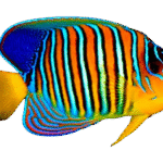 فرشته رگال هندی(Indian Regal Anglefish)