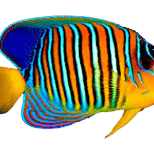فرشته رگال هندی(Indian Regal Anglefish)