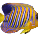 فرشته رگال(Regal Anglefish)