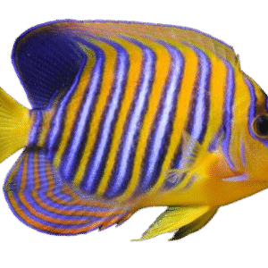 فرشته رگال(Regal Anglefish)