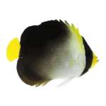 فرشته سنگاپوری(Singapore Angelfish)