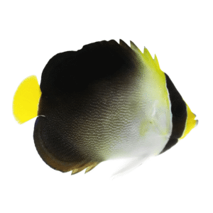 فرشته سنگاپوری(Singapore Angelfish)