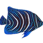 فرشته قرآنی(Koran Angelfish)