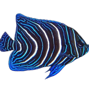 فرشته قرآنی(Koran Angelfish)