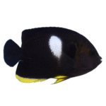 فرشته کیهول(Keyhole Angelfish)