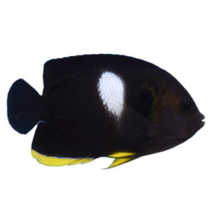 فرشته کیهول(Keyhole Angelfish)