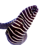 مار زبرا (Zebra Moray Eel)