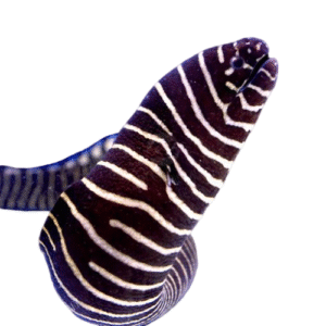 مار زبرا(Zebra Moray Eel)