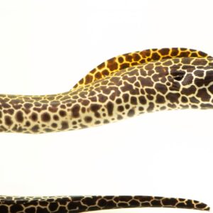 مار موزائیکی(Mosaic Eel)