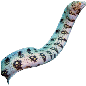 مار پولک برفی(Snowflake Eel)