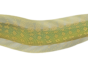 مار گرگی(Wolf eel)
