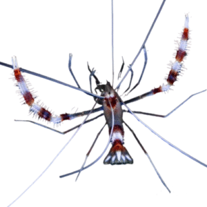 میگو باکسر (Boxer Shrimp)