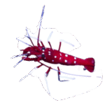 میگو فایر (Fire Shrimp)
