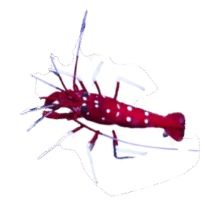 میگو فایر (Fire Shrimp)