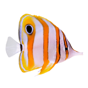 پروانه نوار مسی(Copperbanded Butterflyfish)