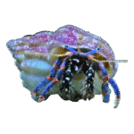 خرچنگ هرمیت پاآبی(Blue Leg Hermit Crab)