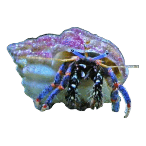 خرچنگ هرمیت پاآبی(Blue Leg Hermit Crab)