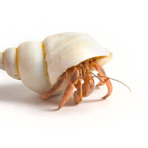 خرچنگ هرمیت پا قهوه‌ای (Brown Leg Hermit Crab)