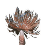 کرم لوله‌ای (Feather Duster Worm)