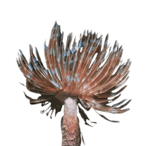 کرم لوله‌ای (Feather Duster Worm)