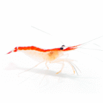 میگو کلینر (Cleaner Shrimp)