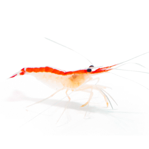 میگو کلینر (Cleaner Shrimp)