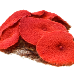 مرجان ماشروم قرمز (Red Mushroom Coral)
