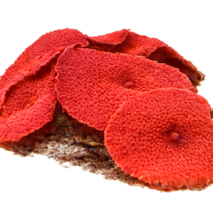 مرجان ماشروم قرمز (Red Mushroom Coral)