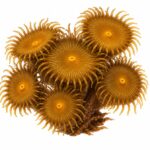 پلیپ دکمه ای طلایی (Button Polyp gold)
