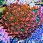 شقایق رز بابل (Rose Bubble Tip Anemone)