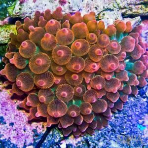 شقایق رز بابل (Rose Bubble Tip Anemone)