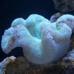 شقایق موکتی (carpet anemone)