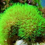 پلیپ سبز (Star polyps)