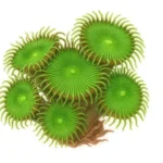 پلیپ دکمه ای سبز (Button Polyp Green)
