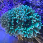 شقایق بابل سبز (Bubble Anemone Green)