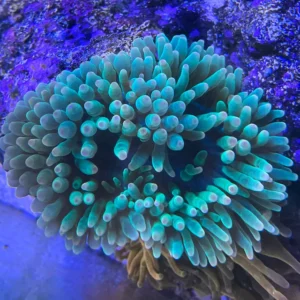 شقایق بابل سبز (Bubble Anemone Green)