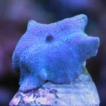 مرجان ماشروم آبی (Blue Mushroom Coral)