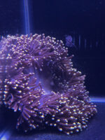 شقایق مگنیفیکا (Magnifica Anemone – Heteractis magnifica) - تصویر 2